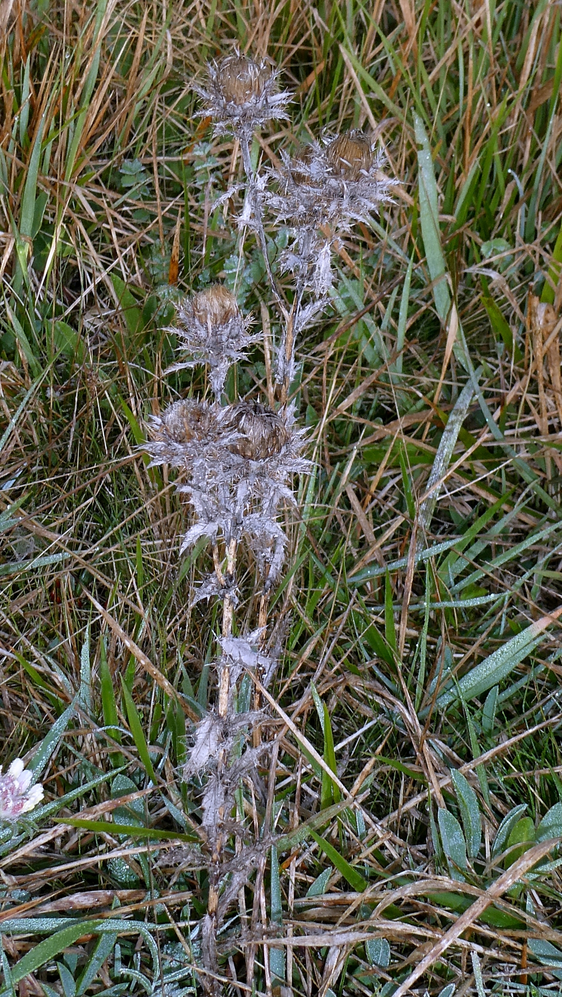 Carline Thistle (Carlina vulgaris)