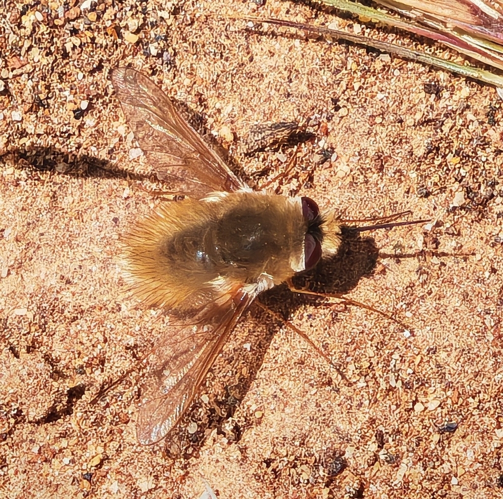 Anastoechus latifrons