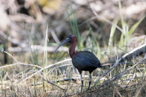 Morito común (Plegadis falcinellus)