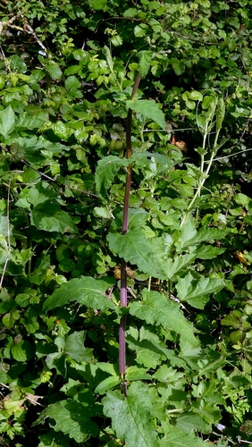 Balm-leaved Figwort (Scrophularia scorodonia)