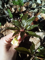 Cardamine enneaphyllos