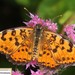 Melitaea didymoides - Photo (c) Home Mountain, some rights reserved (CC BY-NC), uploaded by Home Mountain