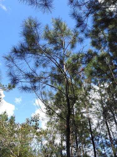 Cuban pine (Pinus cubensis)