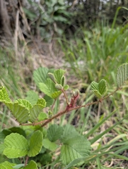 Rubus ellipticus, recorded vegetative