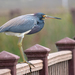Tricolored Heron - Photo (c) Susan Elliott, some rights reserved (CC BY-NC)