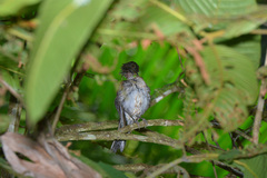 Turdus albicollis