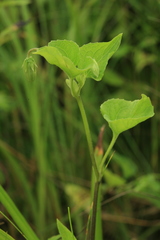 Viola kamtschadalorum