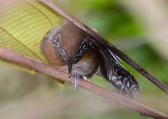Pheugopedius rutilus