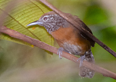 Pheugopedius rutilus