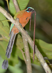 Momotus bahamensis