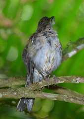 Turdus albicollis