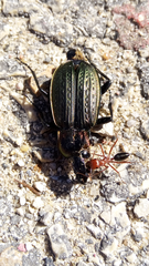 Carabus morbillosus