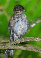 Turdus albicollis