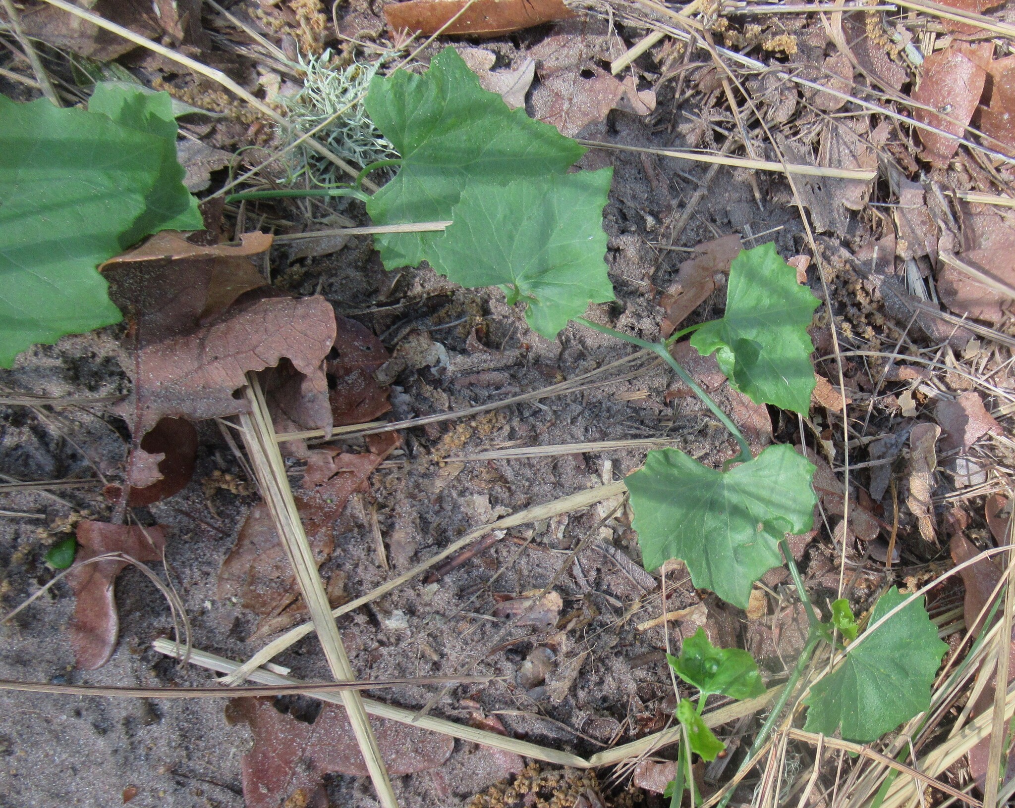 Lindheimer's Globeberry (Ibervillea lindheimeri)