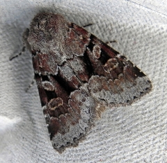 Oligia minuscula
