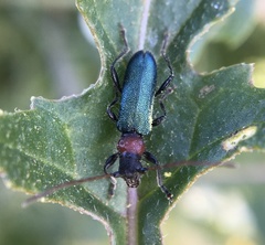 Cartallum ebulinum