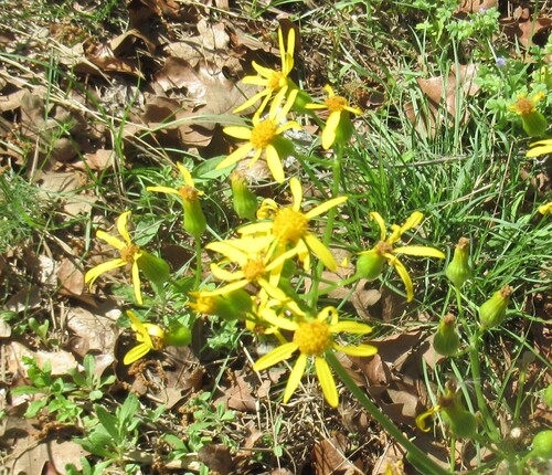Texas ragwort (Senecio ampullaceus)