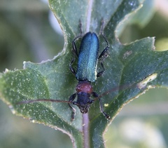 Cartallum ebulinum