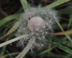Otala lactea
