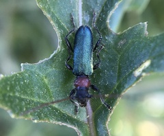 Cartallum ebulinum
