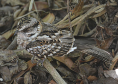 White-Tailed Nightjar photo 4