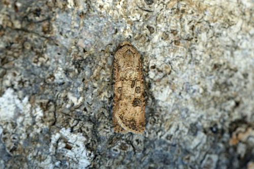 Turnip Moth photo 3