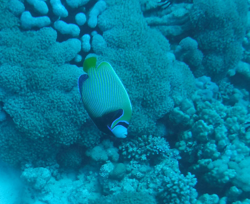 Pomacanthus imperator
