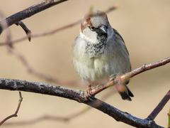 Passer domesticus