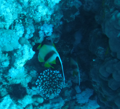 Heniochus intermedius