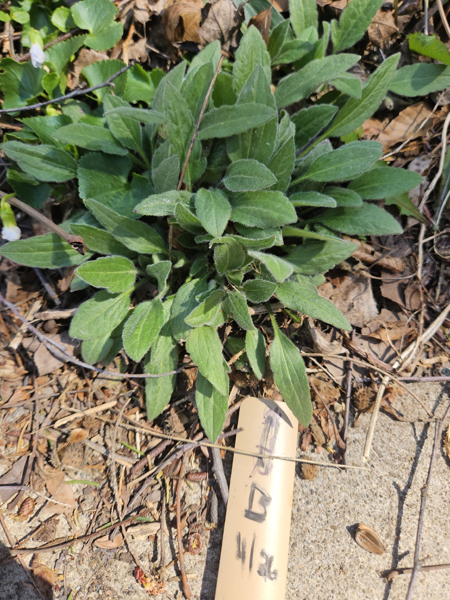 Black-Eyed Susan (Rudbeckia hirta)