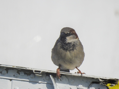 Passer domesticus