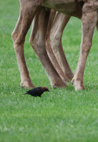 Brown-headed Cowbird photographed in Nevada