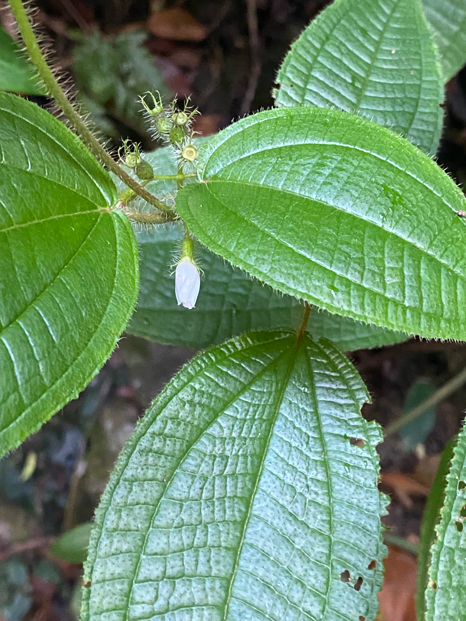 Soapbush (Miconia crenata)