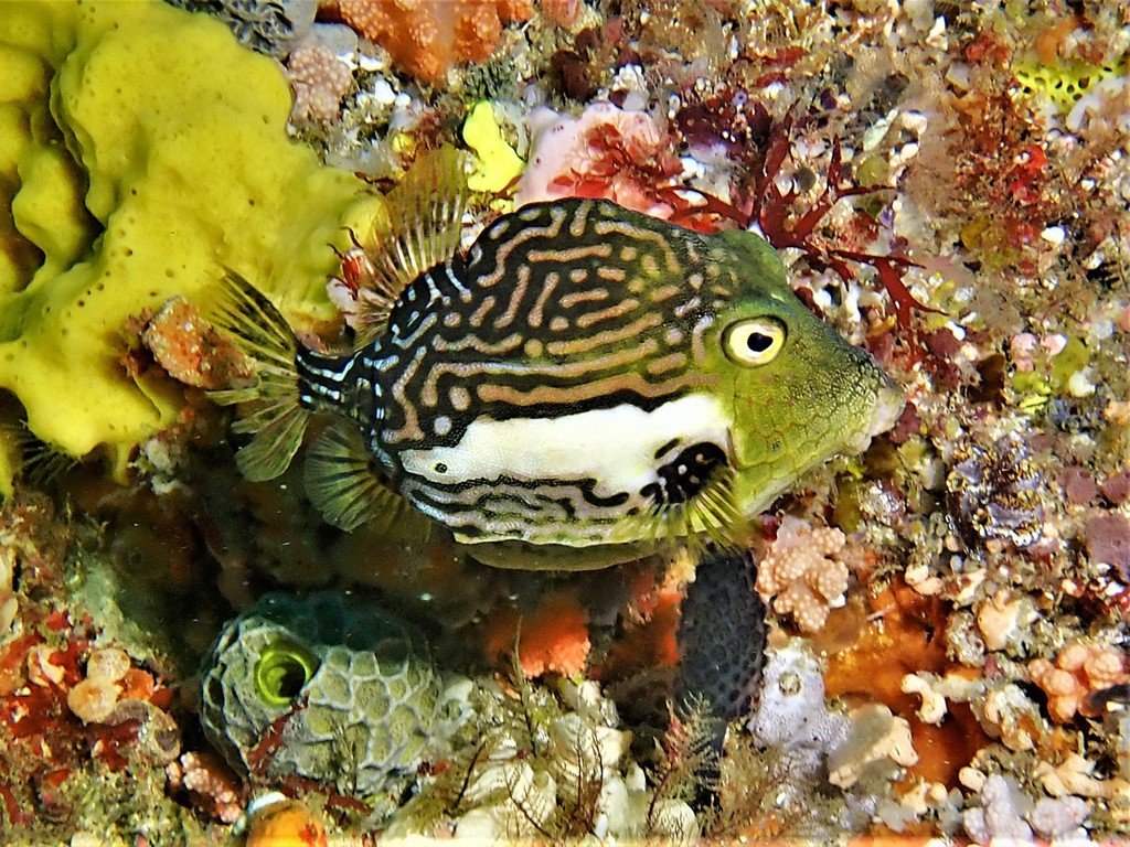 Rigid Boxfish