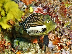 Rigid Boxfish photo 1