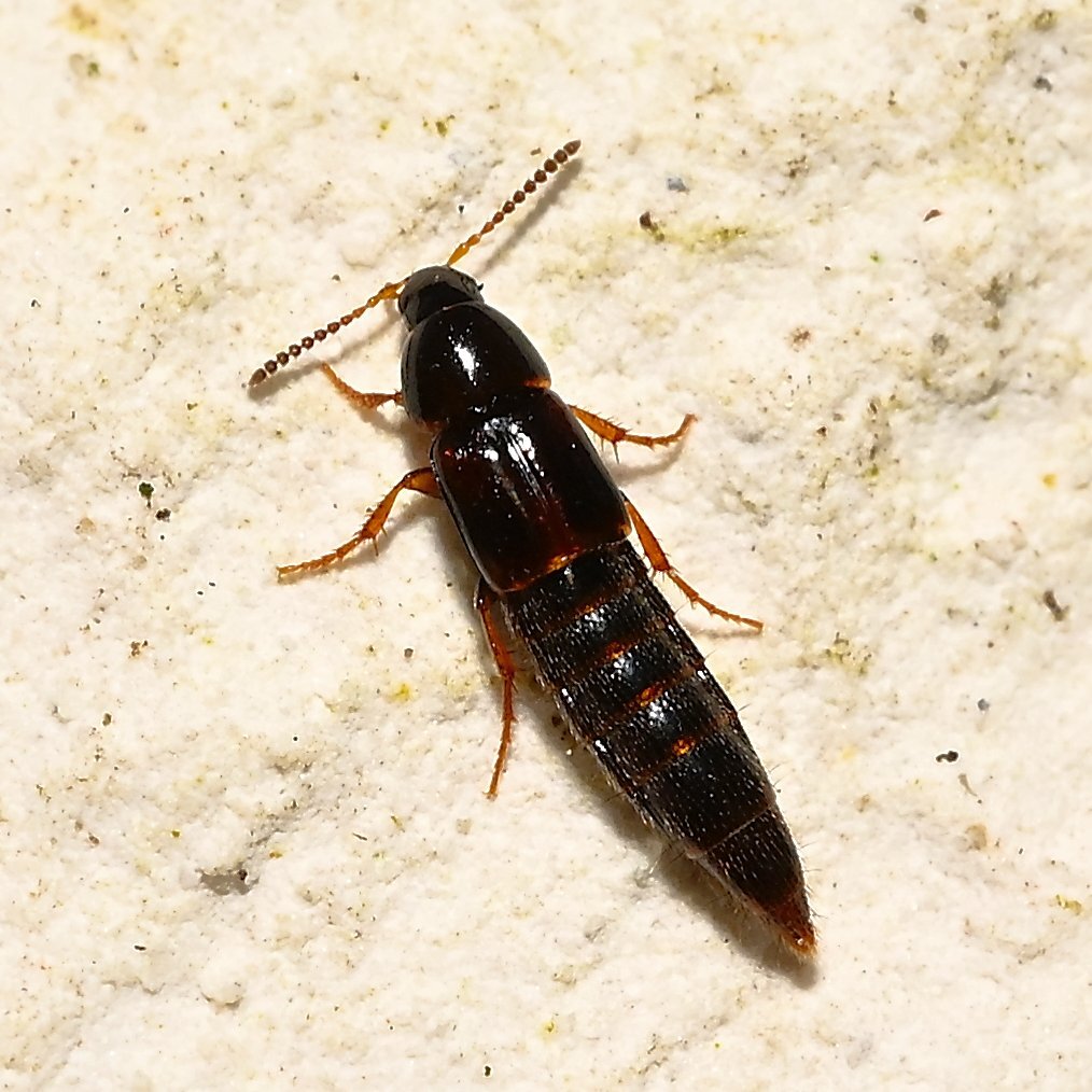 Mycetoporus lepidus