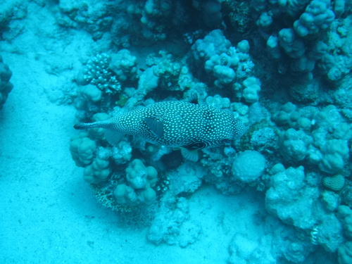 Arothron hispidus