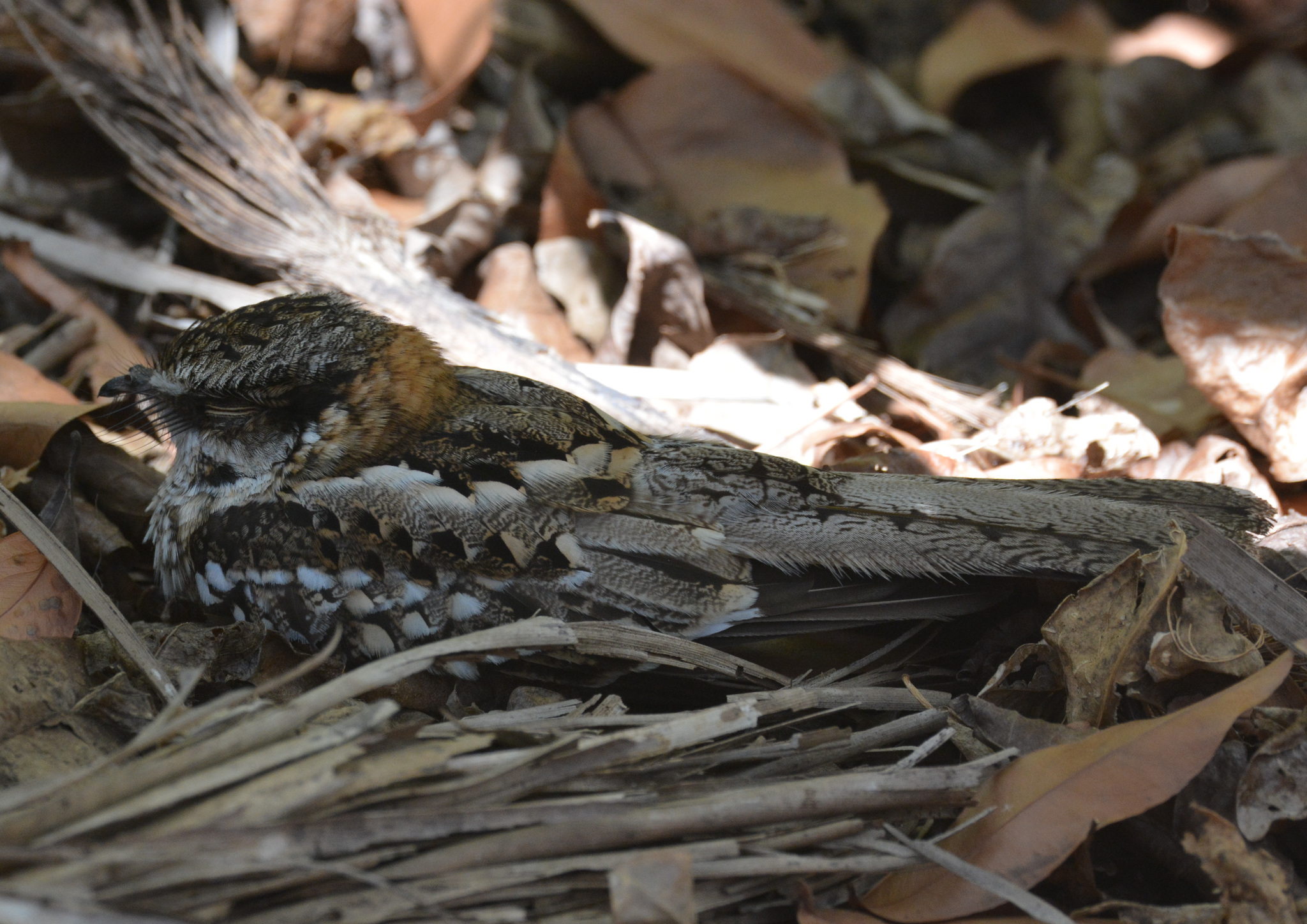 White-tailed Nightjar (Hydropsalis cayennensis)