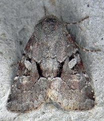 Oligia minuscula