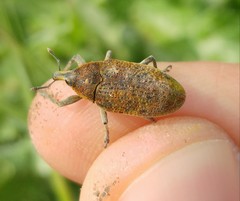 Larinus latus