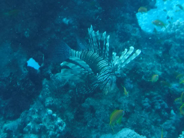 Pterois miles