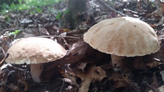 Boletus variipes