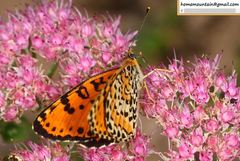 Melitaea didymoides