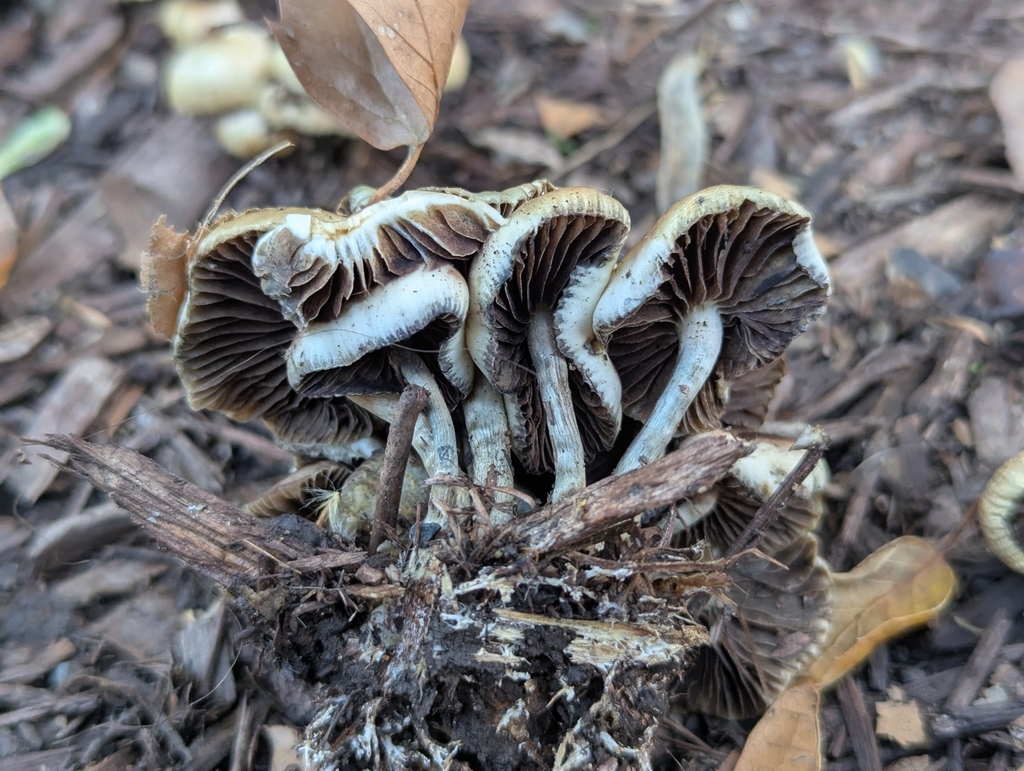 Psilocybe allenii · December 2025 · photo: © alex_wentworth (iNaturalist, cc-by)