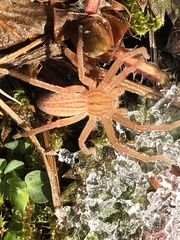 Micrommata