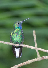 Campylopterus ensipennis