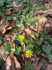 Ficaria verna