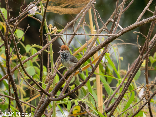 Cambodian Tailorbird (Orthotomus chaktomuk)