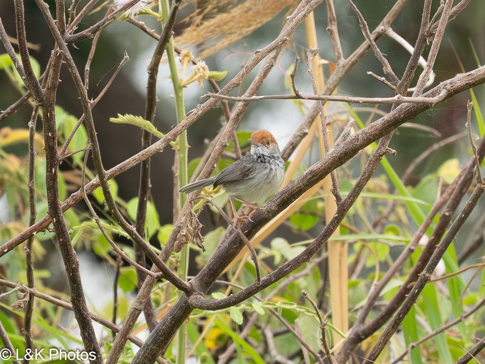 Cambodian Tailorbird (Orthotomus chaktomuk), photo 2