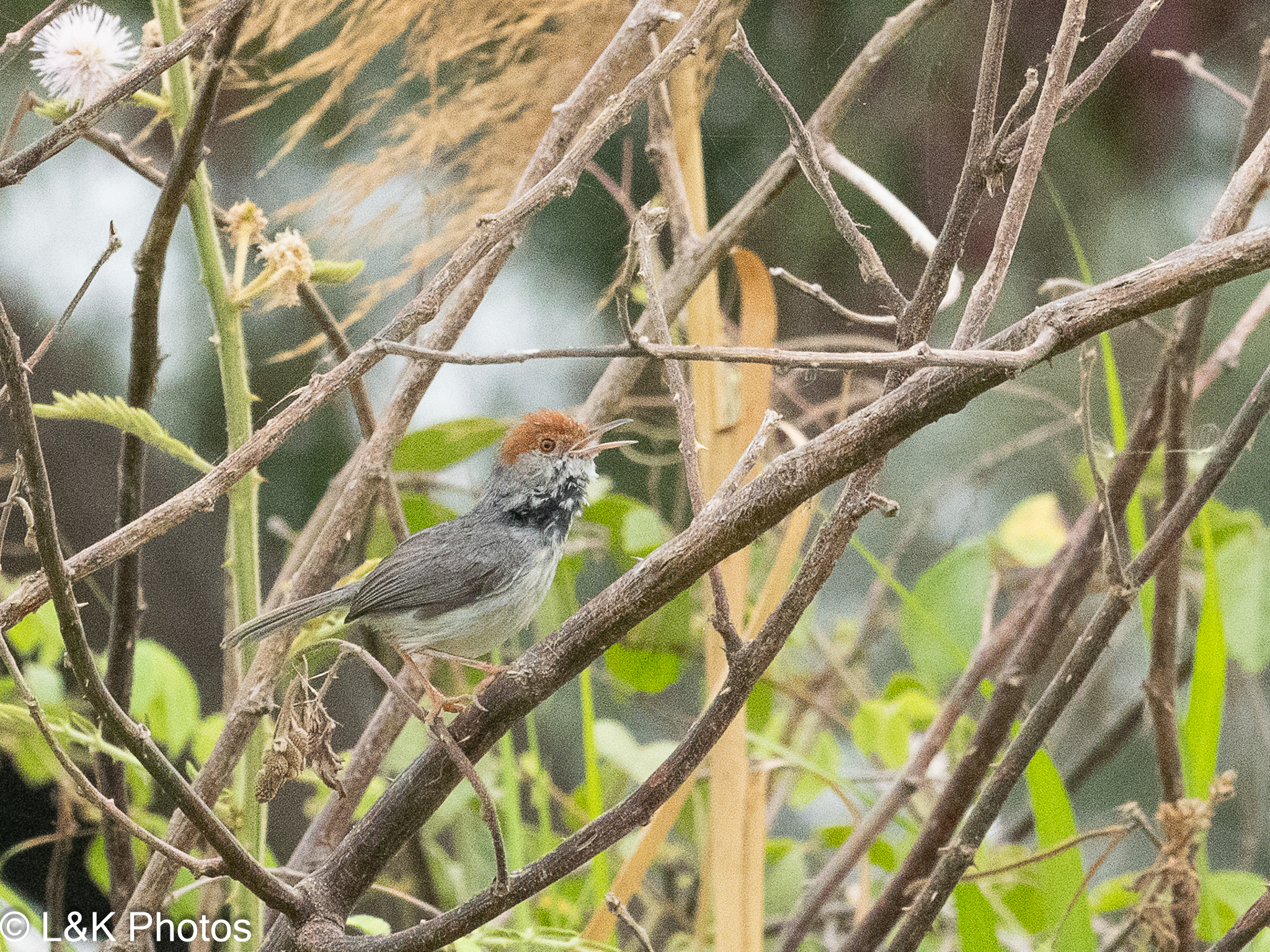 Cambodian Tailorbird (Orthotomus chaktomuk), photo 5